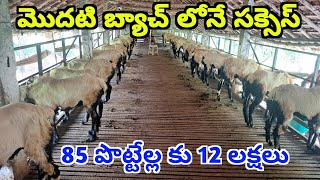 యువ రైతు 85 పొట్టేళ్ల పెంపకం మొదటి బ్యాచ్ లోనే 12 లక్షల ఆదాయం Sheep farming in Telugu ALIKHANKRK [upl. by Enorel]