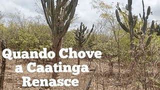 A Caatinga Começou a Renascer Com as Chuvas no Sertão da Bahia [upl. by Joelly]