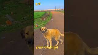 कुत्ते और इन्सान में फर्क क्या है देखो 🦮🧙comedy funny shortvideo [upl. by Brawley658]