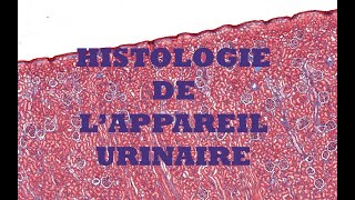 Histologie du système urinaire [upl. by Etteval]