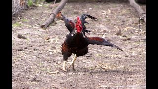 Angry Rooster Chasing People And Animals [upl. by Gracia]