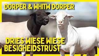 🟡 MUCH QUALITY Dorper Sheep amp white Dorper Sheep  Origin Africa [upl. by Iggie125]