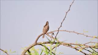 Wryneck bird call [upl. by Carlie]