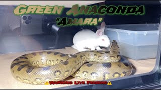 Green Anaconda Devours Rabbit “Amara”🐇🐍 ⚠️Warning Live Feeding⚠️ [upl. by Eellehs496]