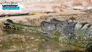 Extreme Gharial Crocodile Ready To Eat [upl. by Lordan]