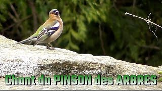 Chant du PINSON des ARBRES [upl. by Deyas]