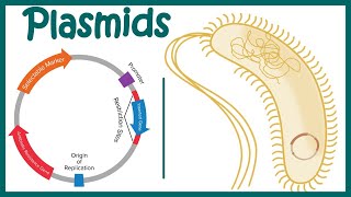 Plasmids  Cloning vectors Plasmids  Why do we use plasmids in RDT  features of a plasmid [upl. by Genesa619]