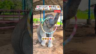 Lande ළදේ Roshan Fernando ytshorts short trending Song Tiktok shortvideo Viral Elephant 🥰🤩 [upl. by Schaefer]