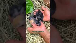 Found a litter of rabbits shortvideo animals rescue rabbite shorts [upl. by Zephan]