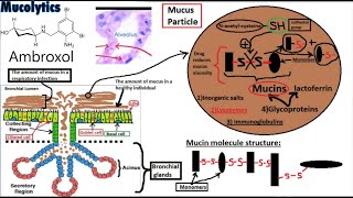 PHARMACOLOGY of EXPECTORANTS Secretion Enhancers and Mucolytics [upl. by Cut444]