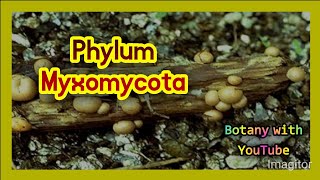 Phylum Myxomycota  phylum  Myxomycota  Myxomycota phylum  characteristics of Myxomycota phylum [upl. by Nyssa716]