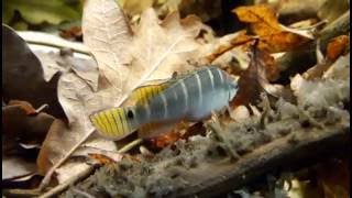 Crenicichla compressiceps mâle dwarf pike cichlid [upl. by Marney]