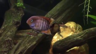 T Bar Cichlid Cryptoheros Sajica [upl. by Anirehtak805]