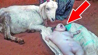 Owners Are Shocked To See The Human Like Baby Their Goat Gave Birth To [upl. by Luis]