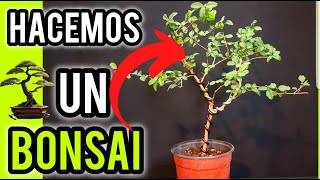 COMO HACER UN BONSAI ALMABRADO PODA Y DISEÑO SUPER FACIL PASO A PASO [upl. by Eetsirk]