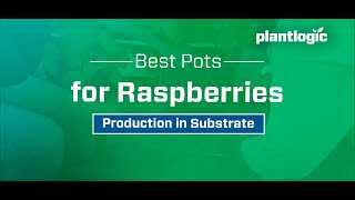 BEST Pots for RASPBERRY production in substrate [upl. by Evan379]