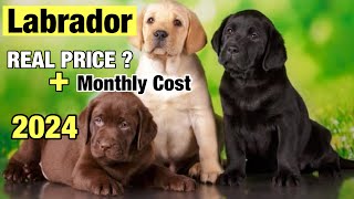 Labrador retriever puppy Price In India 2024  Labrador Dog Price  Dog Puppy [upl. by Rana304]