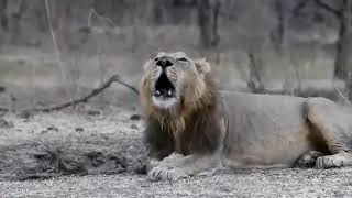 Amazing Lion Roar at Gir Sasan Gujarat [upl. by Helbonnas542]