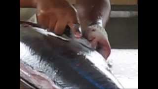 The Catching Cleaning and Cutting of a Big Fish [upl. by Mareld]