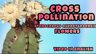 Crosspollination Stenocereus queretaroensis flower [upl. by Nahtanoy]