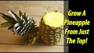 How To Grow A Pineapple From Just A Pineapple Top 2019 [upl. by Jess]