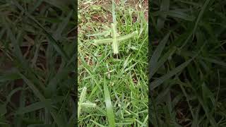 Eleusine indicaGoosegrass of KonaseemaIndian crowfoot grass in the backyard [upl. by Alleinad]