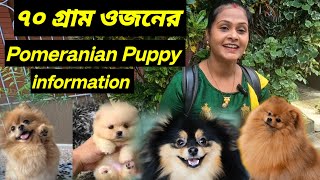 ৭০ গ্রাম ওজন Pomeranian Puppy in kolkata☺️ Pomeranian Puppy Full information [upl. by Bayard]