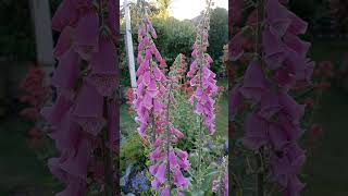 Birdsong and Beautiful Foxgloves Digitalis Flowers Early Summer Gardens [upl. by Araht]