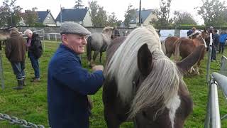 La foire aux poulains Plaintel Côtes dArmor 7 Octobre 2024 [upl. by Killigrew]