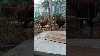 Peru Brothers  No Animals are harmed in this video  trendingshorts roosters [upl. by Finstad]