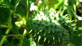 Jimson Weed Datura Stramonium  20121007 [upl. by Naehs]