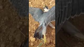 Peregrine falcon bird hunting [upl. by Arinayed]