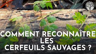 Comment reconnaître les cerfeuils sauvages [upl. by Sirah]