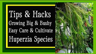 How to Grow and Care for Tassel Fern Huperzia species [upl. by Nerehs]