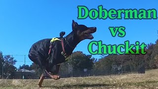 Doberman Dash Chuckit Challenge [upl. by Janek91]