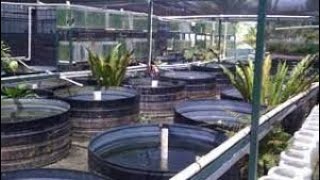 ORNAMENTAL FISH KEEPING IN JAMAICA [upl. by Ramak]