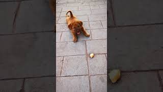 Doggie playing like it doggie doggieshorts doggies puppy puppies doglover dog doggielife [upl. by Cleopatre689]