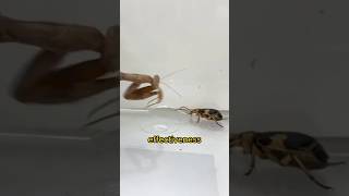 Facts About Bombarding Beetle insects shorts [upl. by Eseuqcaj]