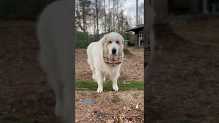 Alain アラン greatpyrenees todaysrunrun グレートピレニーズ 今日のルンルン [upl. by Atilek261]