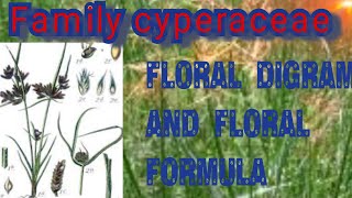 BSc 2year botany cyperaceae family vegetative character and Economic importance [upl. by Ocnarfnaig768]