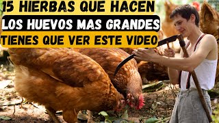 20 Gallinas Criollas 15 Hierbas que hacen los huevos mas grandes guia copmleta desde casa [upl. by Ashlie629]