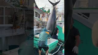 Lifting a 600Pound Bluefin Tuna Straight Off the Boat 🚢🐟 Giant bluefintuna tuna [upl. by Hirai610]