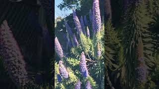 The Pride of Madeira Echium candicans armidale nature australiancity flowers travel [upl. by Uziel]