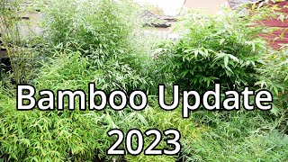 Bamboo Update 2023 [upl. by Arytas]