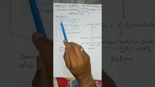 oppenauer oxidation reaction  chemistry pharmacy doctor shorts tillusquare [upl. by Darren597]