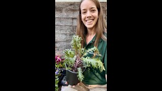 Plant Spotlight Red Peacock Ornamental Kale  Brassica oleracea Peacock Red [upl. by Louth]