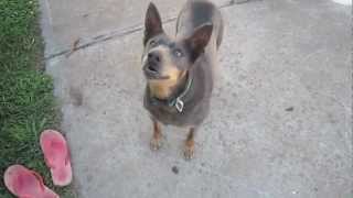 Australian Kelpie Dodge barking on command very cute [upl. by Ardnuyek]