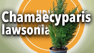 Starting a Chamaecyparis lawsoniana April 2022 [upl. by Yraht]