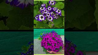 Cineraria Cinerariaflowerplant blueflowerplant plantinfo shaorts [upl. by Del706]