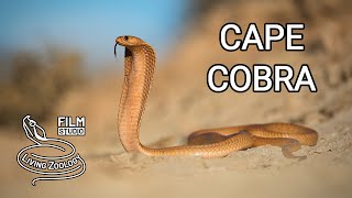 Cape cobra one of the most venomous cobras in Africa colorful snake cobra vs meerkats [upl. by Nivlem]